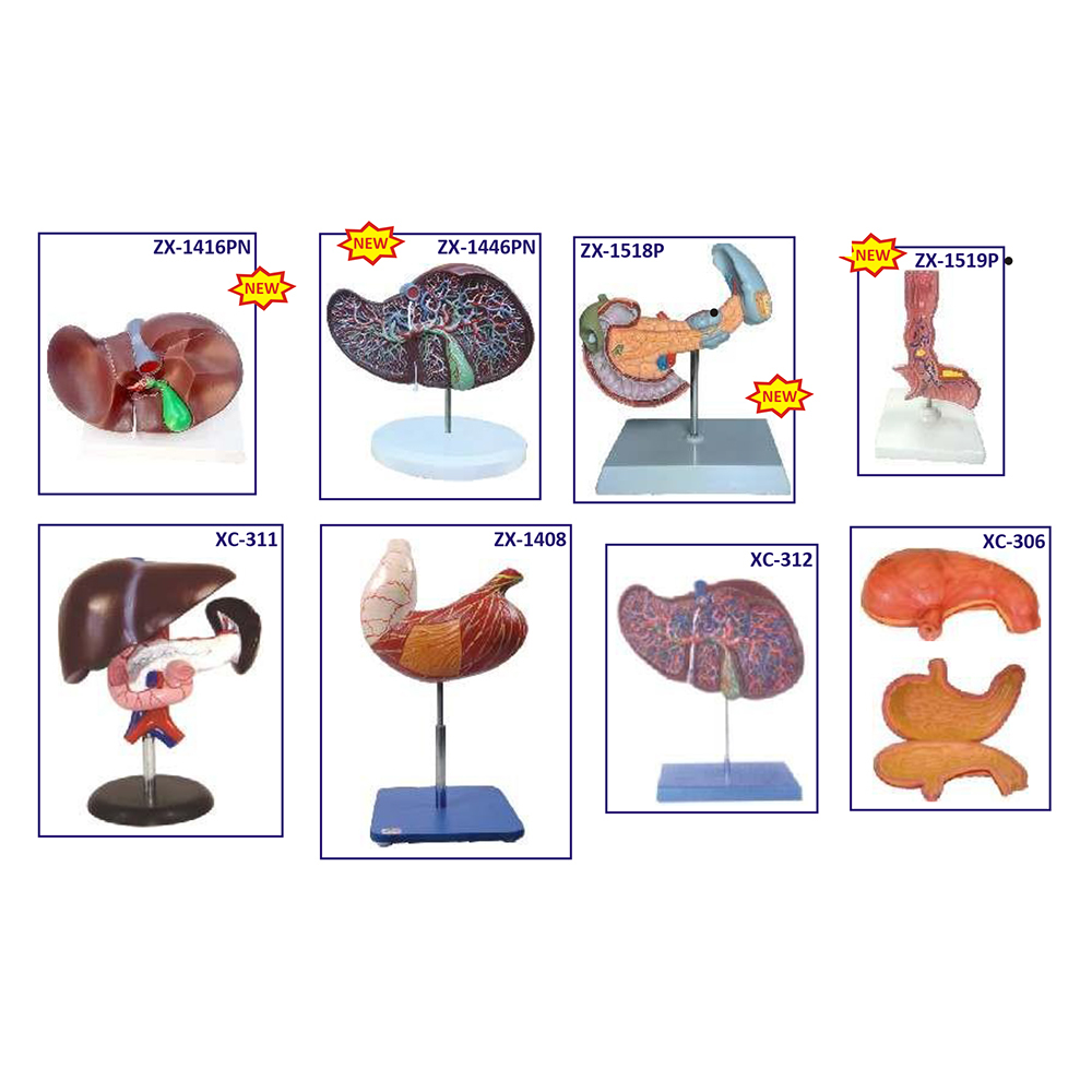Digestive System