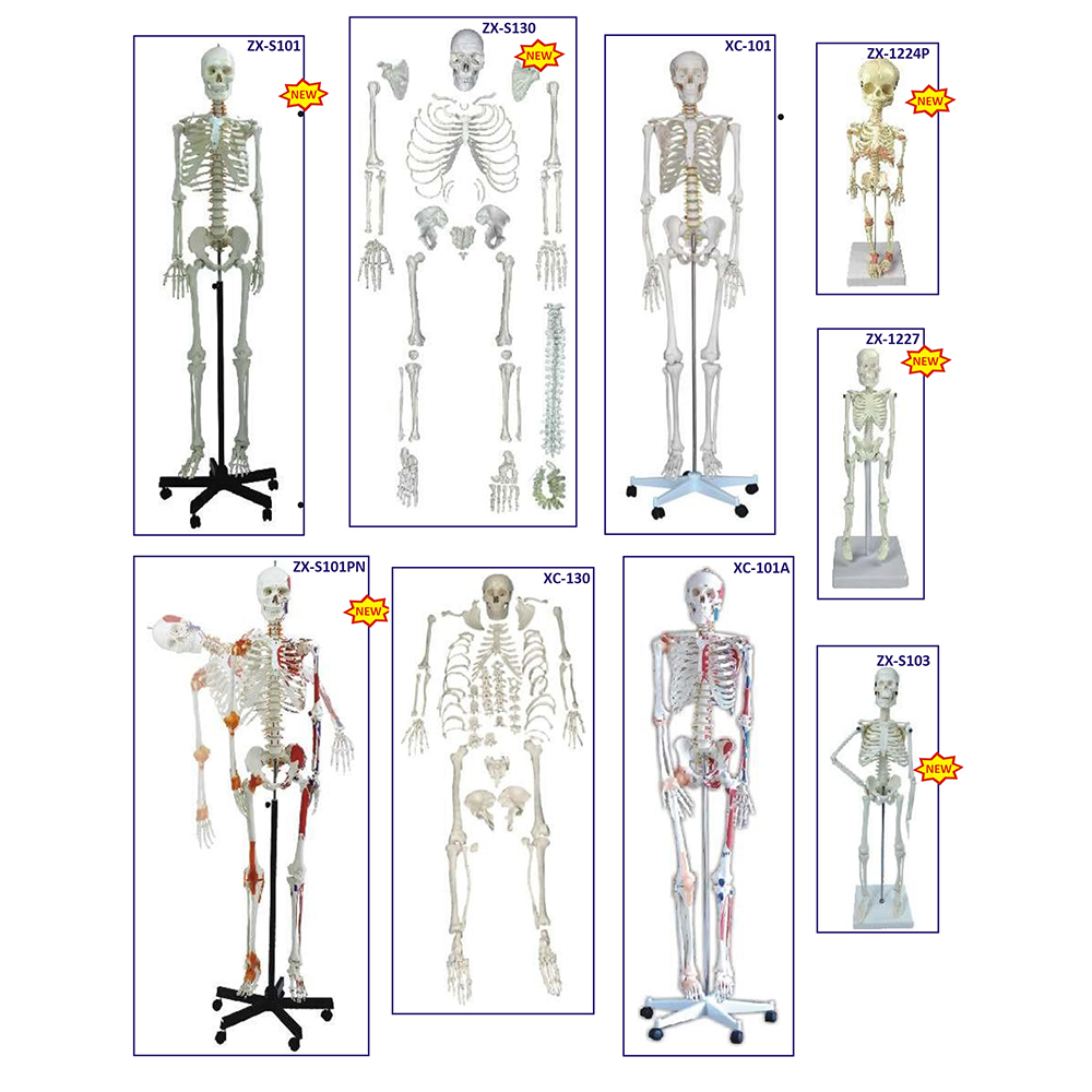 Skeleton Model