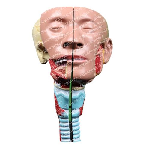 SB-0059 Head With Pharnyx Human Model