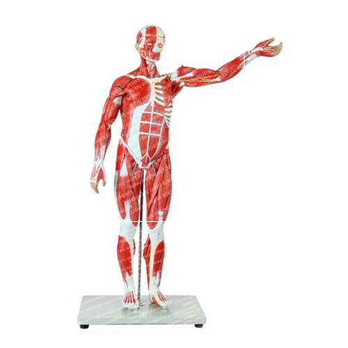 SB-0060 Male Muscular Figure Model