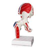 Sb-0047 Muscular Hip Joint Model