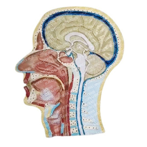 SB-0057 Human Head Model
