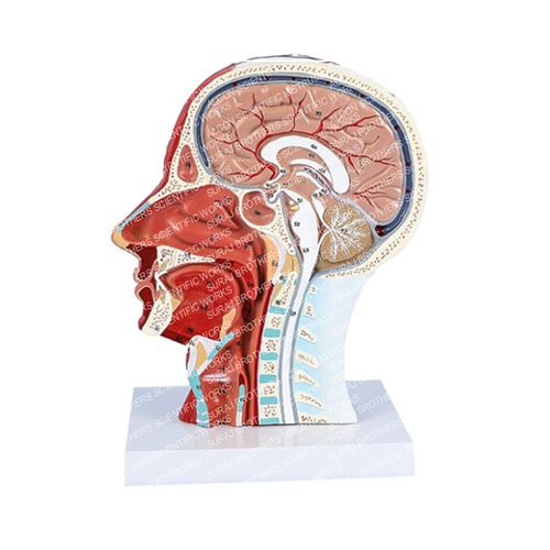 SB-0058 Hand With Main Vessel And Nerve Model