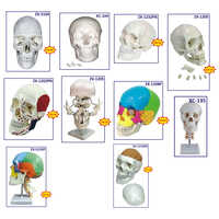 Bones And Skeleton Models