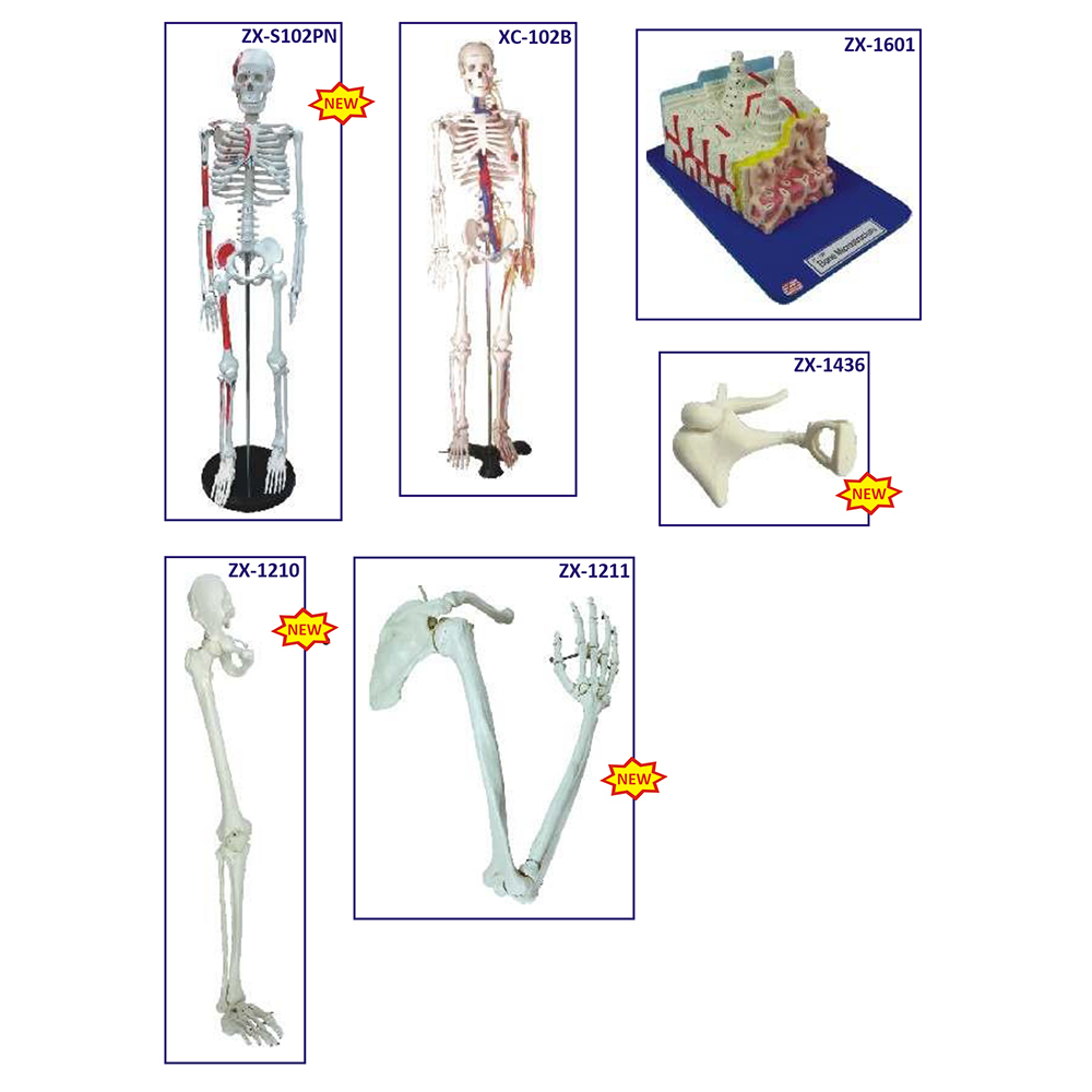 Bones And Skeleton Models