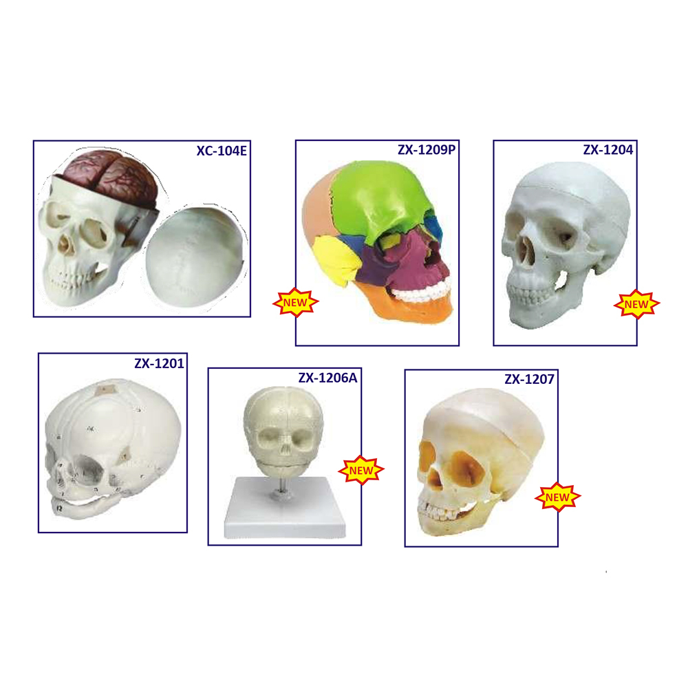 Bones And Skeleton Models
