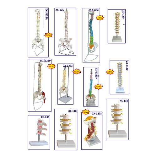 Bones And Skeleton Models