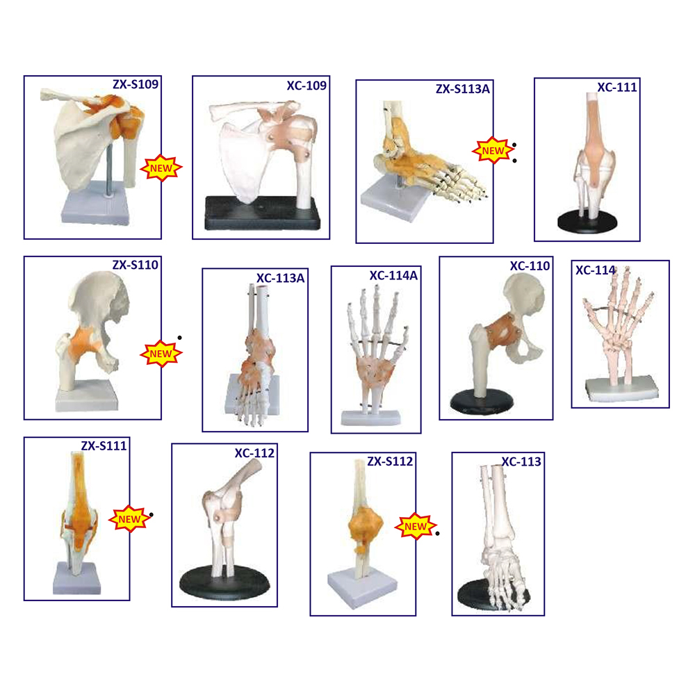 Bones And Skeleton Models