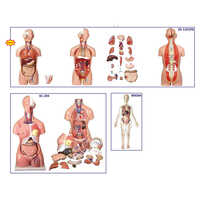 Human Torso Model