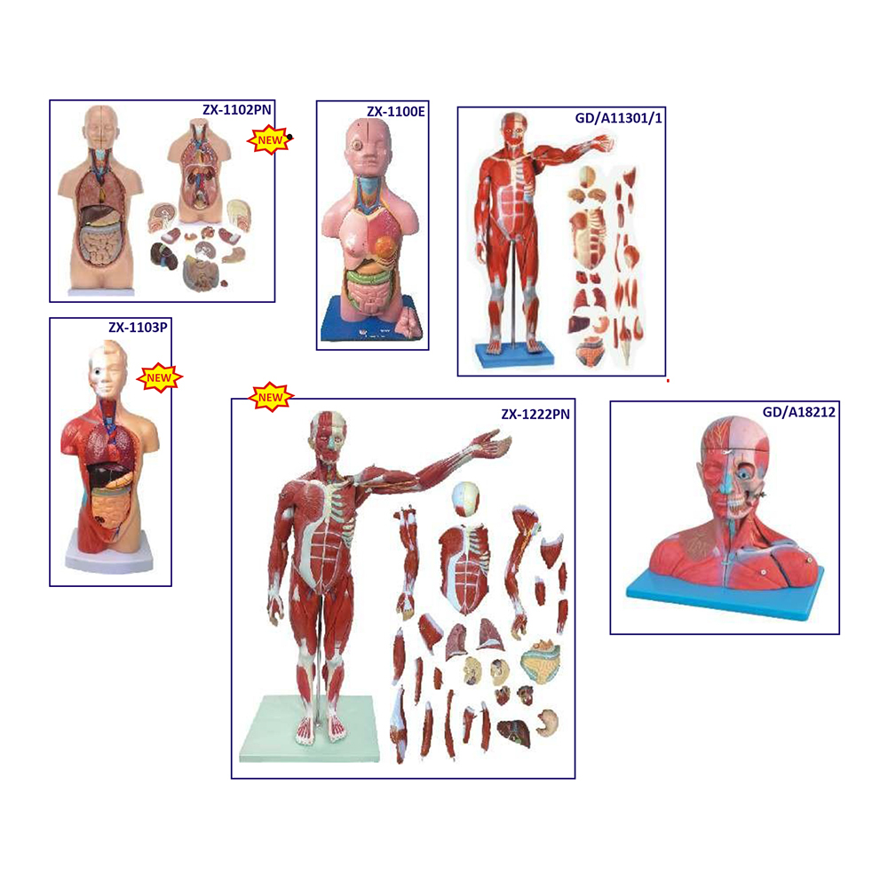 Human Torso Model