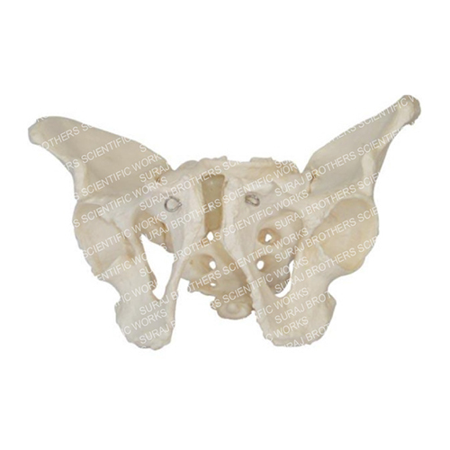 SB-0108 Adult Male Pelvis