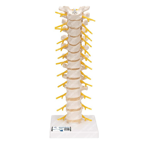 SB-0032 Thoracic Spinal Column
