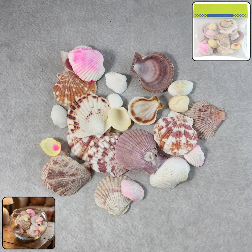 Natural Decorative Sea Shells Set (1 Set) - Application: As Per Product Requirement
