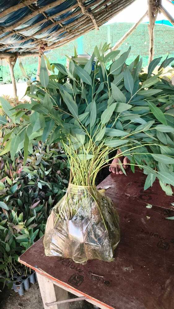 Eucalyptus Clone 416 Plants Nilgiri