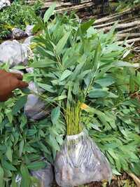 Eucalyptus Clone Plants