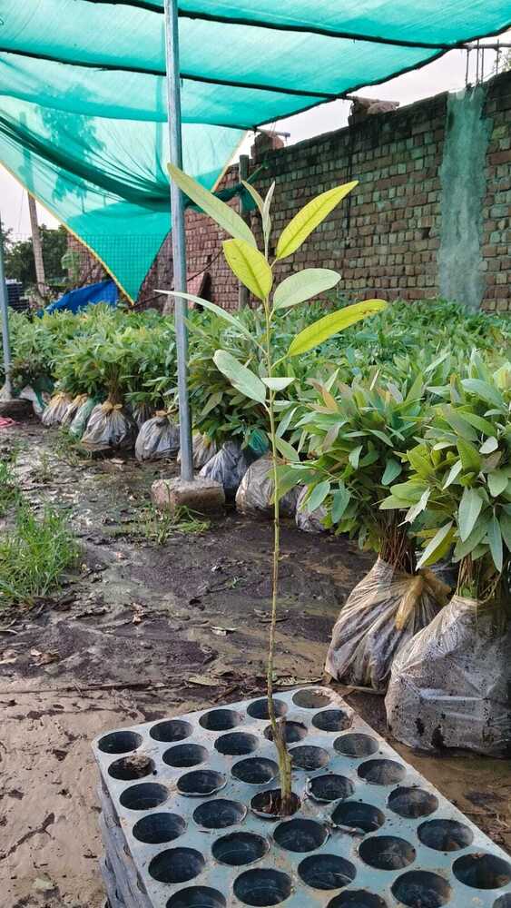 288 Plants Clonel Safeda