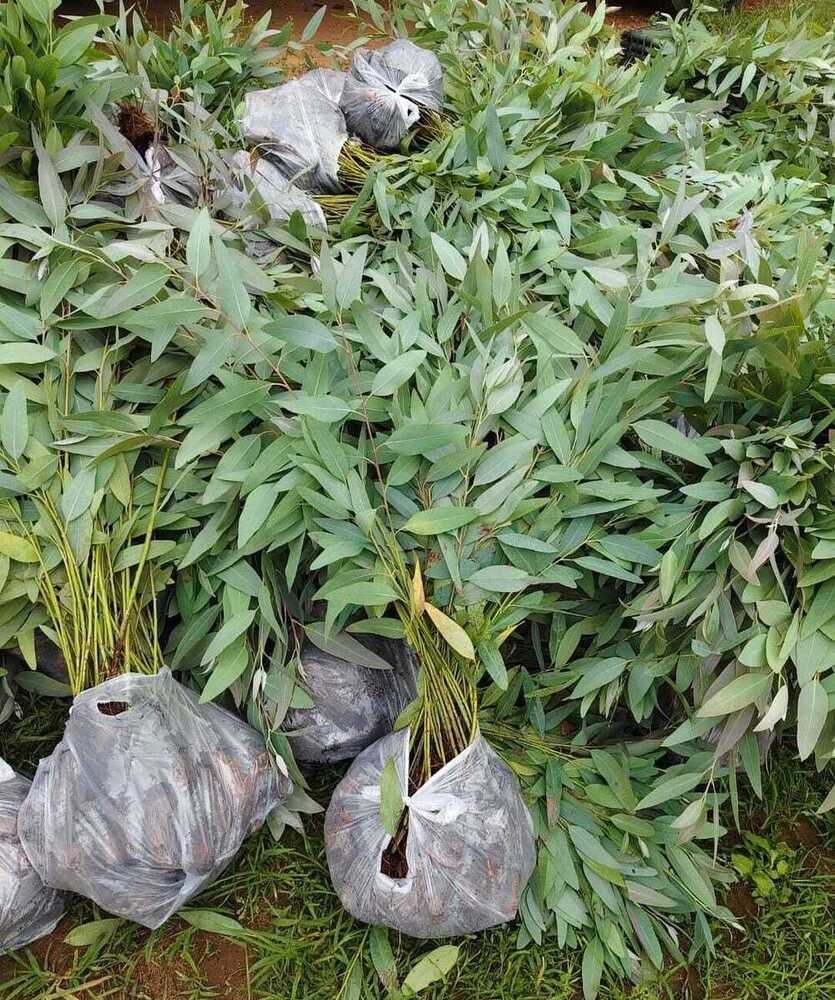 Nilgiri Plant