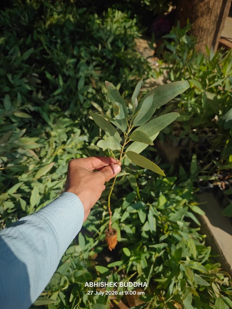 Eucalyptus P23 Clone Plant