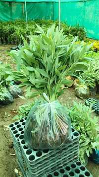 Eucalyptus Clone 413 Plant
