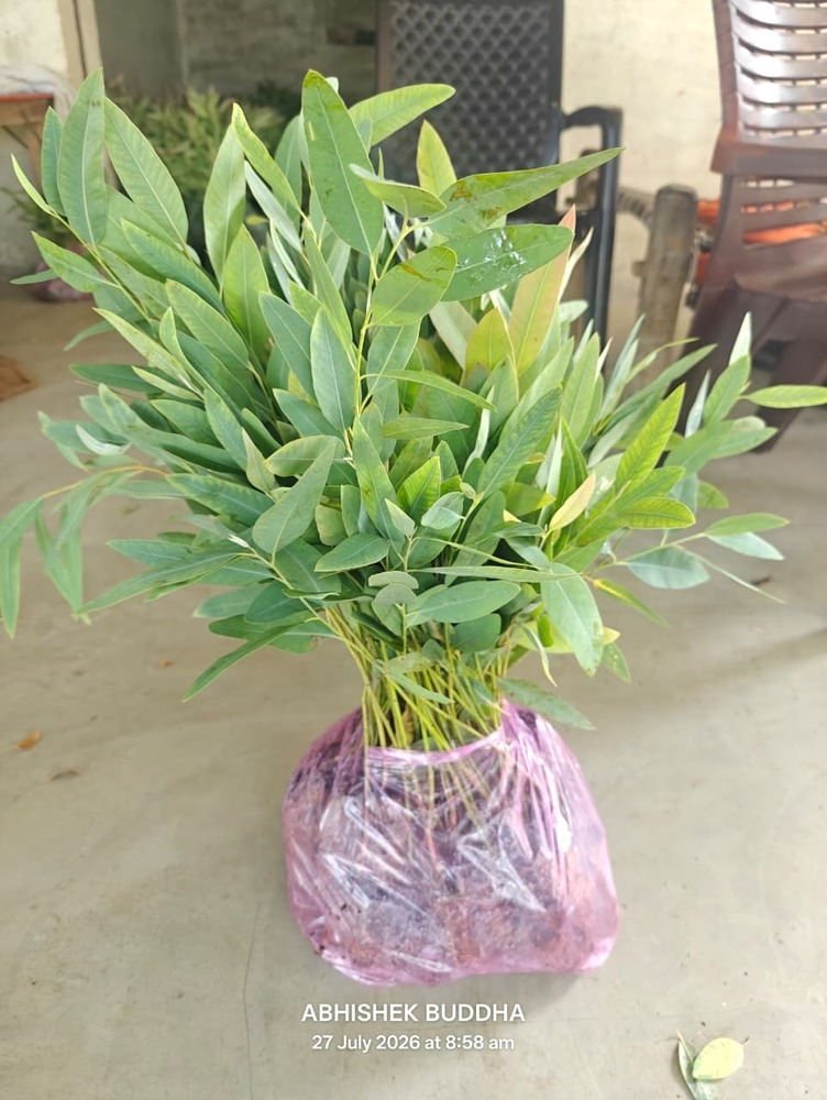 Hybrid Eucalyptus Plant