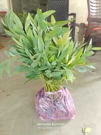 Hybrid Eucalyptus Plant