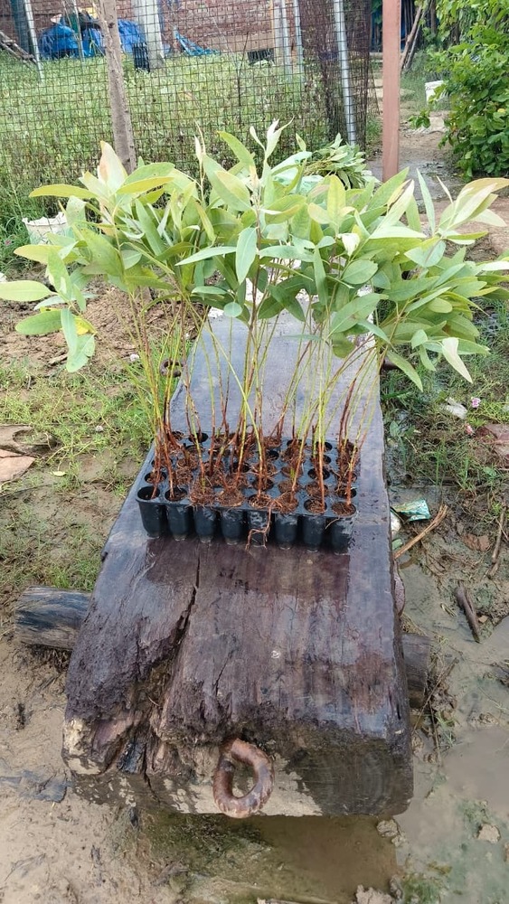 Safeda Plants