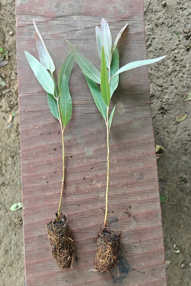 Eucalyptus P23 Plant
