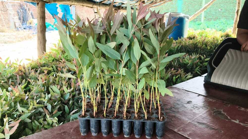 Eucalyptus 271 no Plant