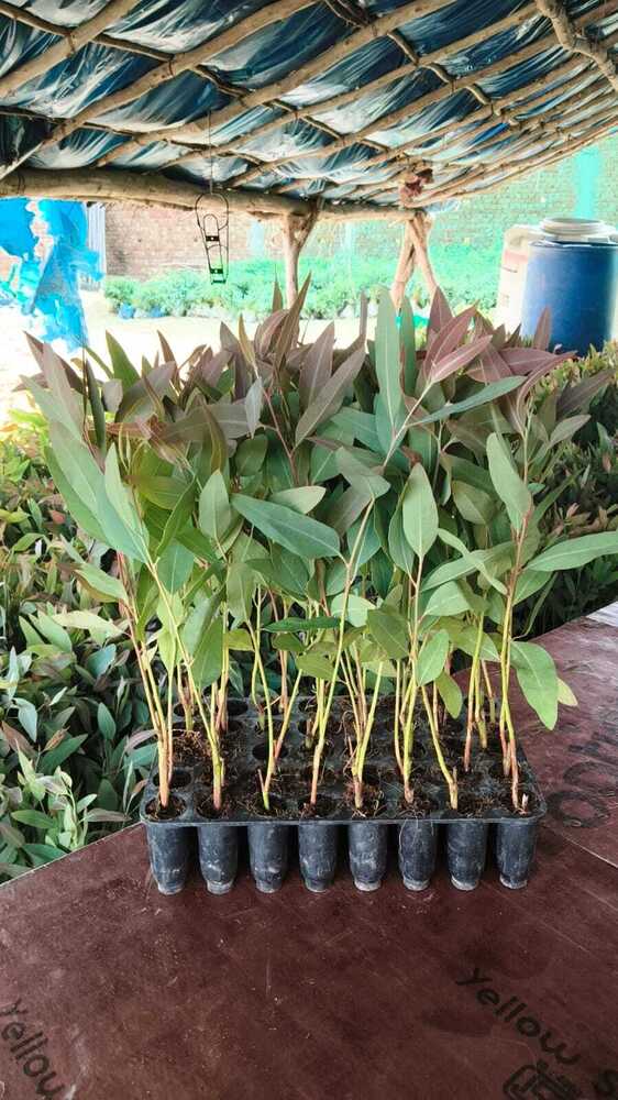Eucalyptus 271 no Plant