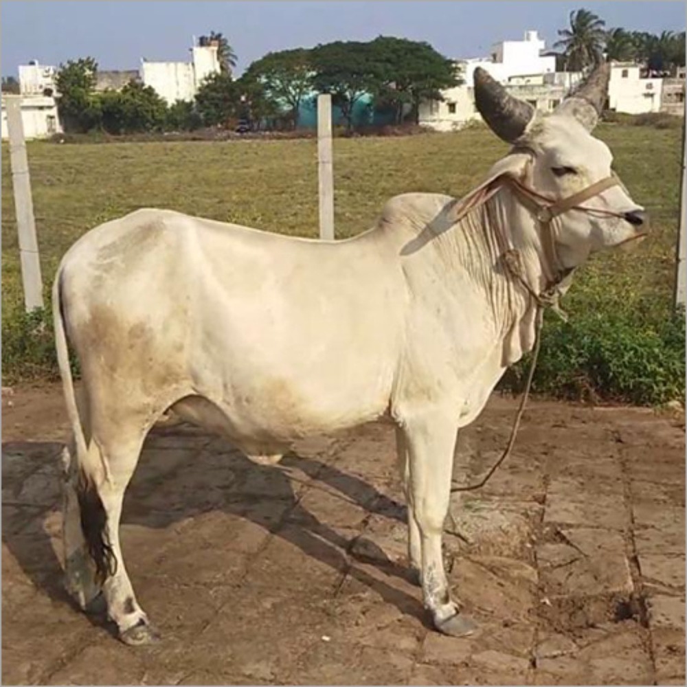 Kankrej Cow - Gender: Female