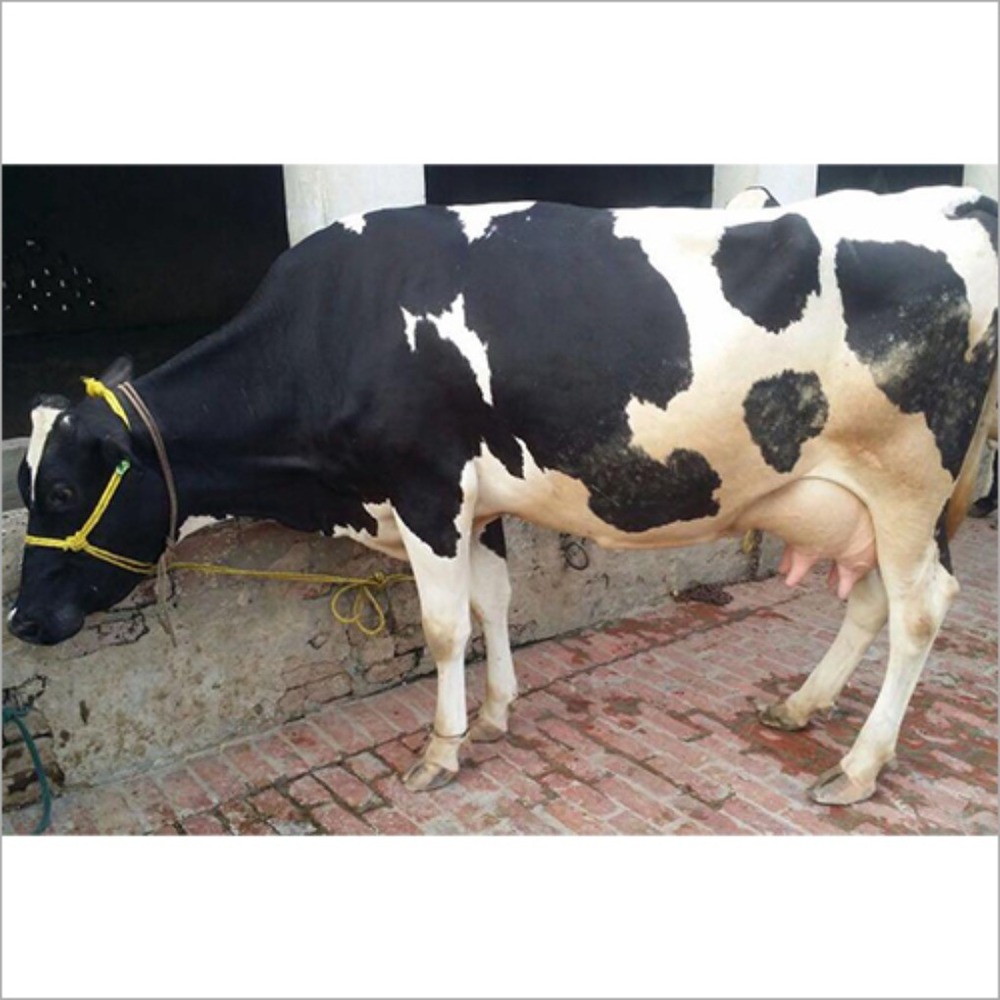 Hf Cow - Color: Black