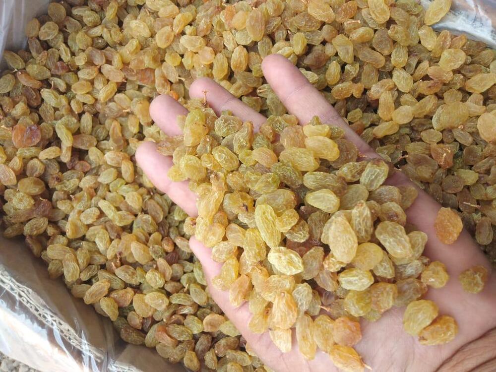 Golden Raisins