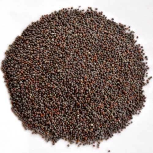 Mustard Seed - Color: Black/yellow