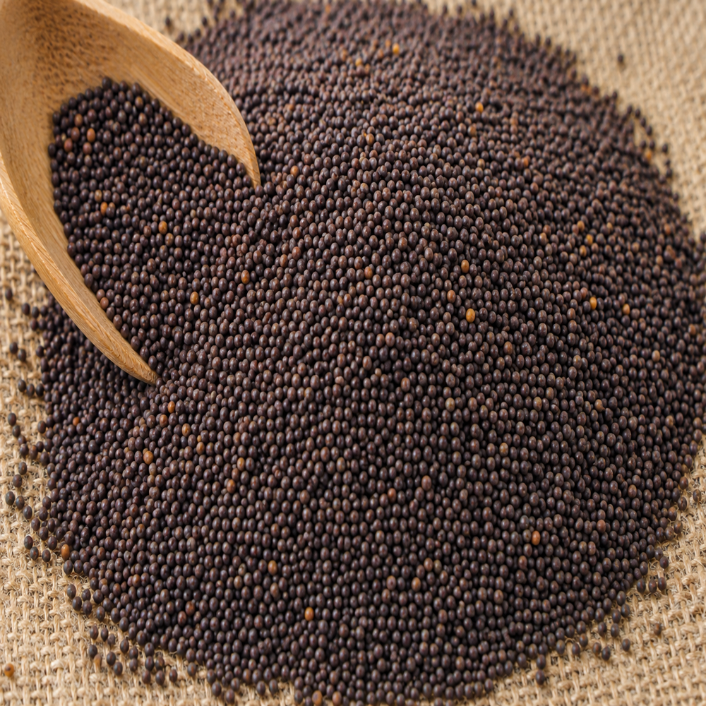 Mustard Seed - Color: Black/yellow