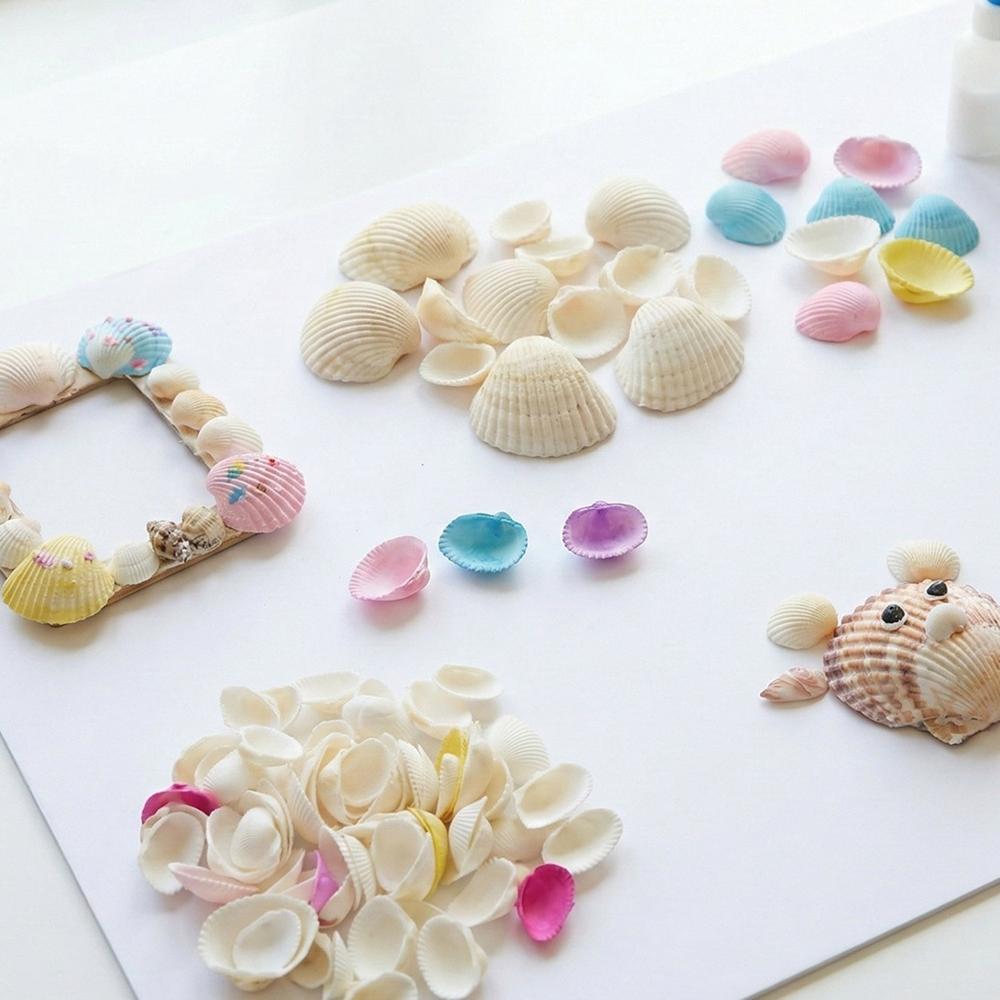 Decorative Seashells Set (1 Set) - Application: As Per Product Requirement