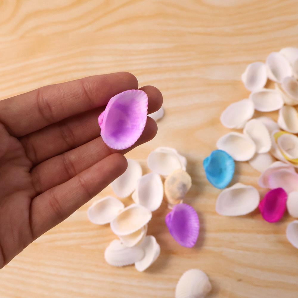 Decorative Seashells Set (1 Set) - Application: As Per Product Requirement