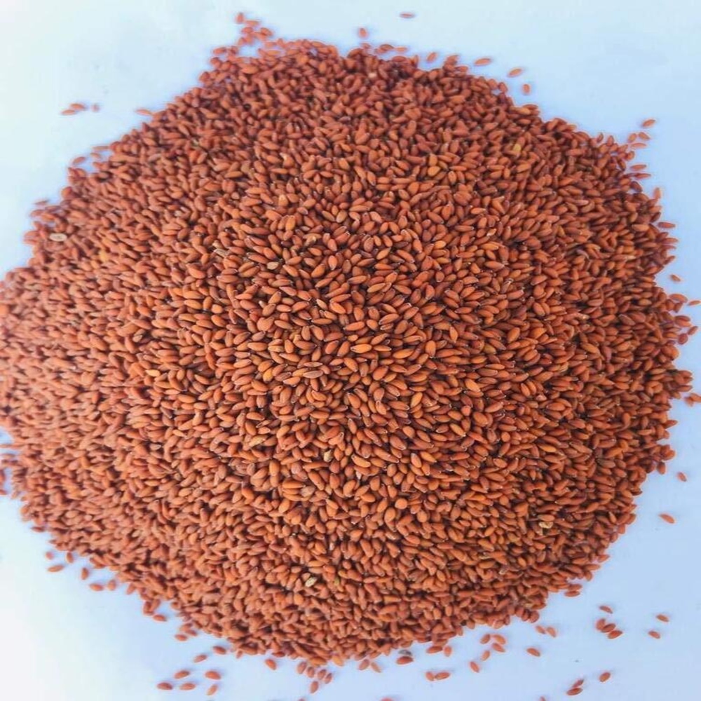 Organic Halim Seeds