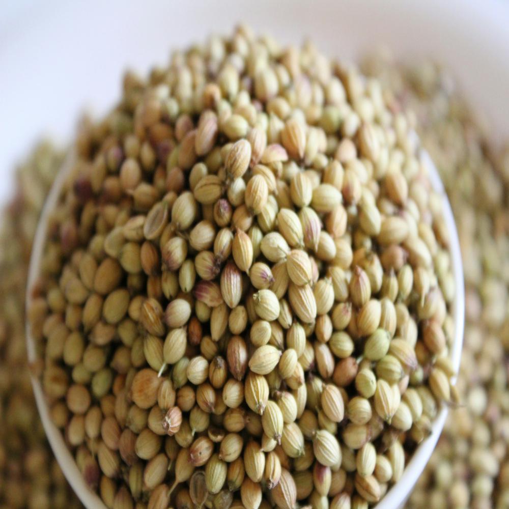 Premium Coriander (Dhania) - Color: Light Brown To Yellowish-Green