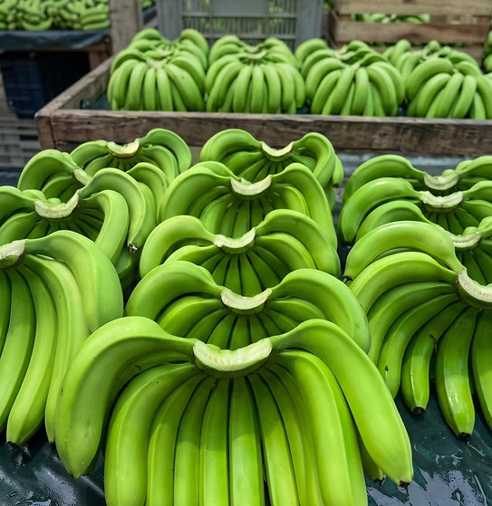 Premium Fresh Bananas - Green and yellow