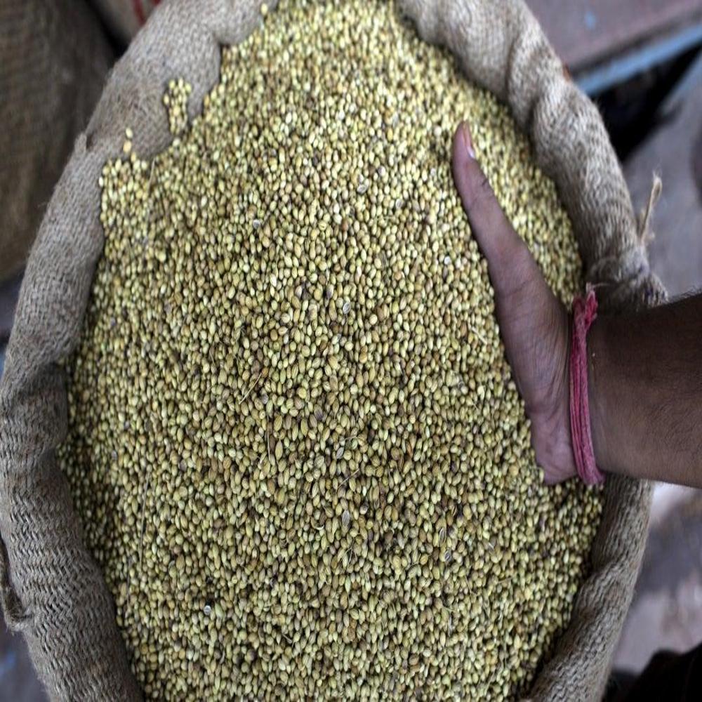 Coriander Seed - High-quality, All-natural, 100% Pure, Earthy Flavor Profile | Ideal For Cooking, Flavoring Vegetables, Poultry, Sweets, And Teas