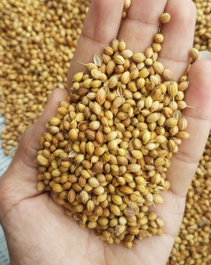 Coriander Seed - High-quality, All-natural, 100% Pure, Earthy Flavor Profile | Ideal For Cooking, Flavoring Vegetables, Poultry, Sweets, And Teas