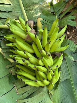 Banana nenthiram