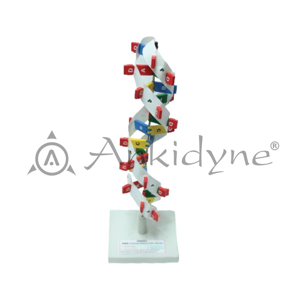 DNA on Stand