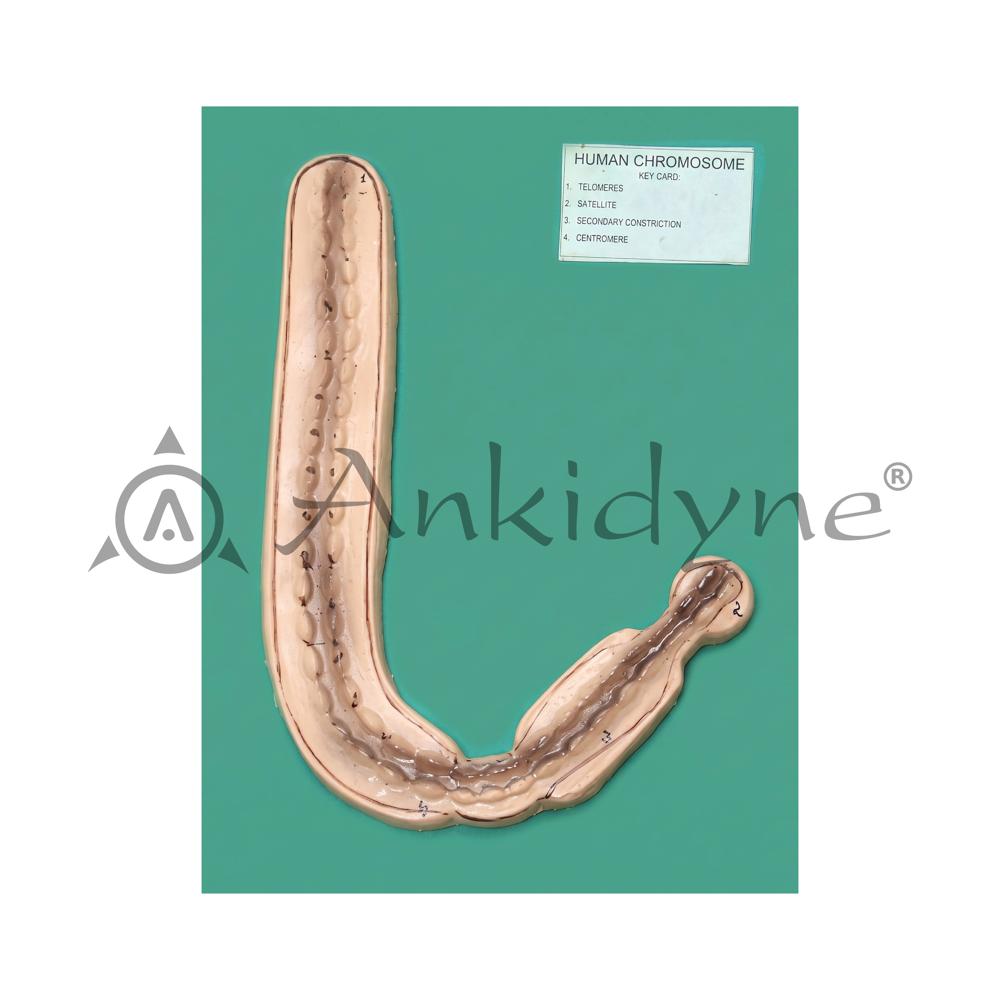 Chromosome Model
