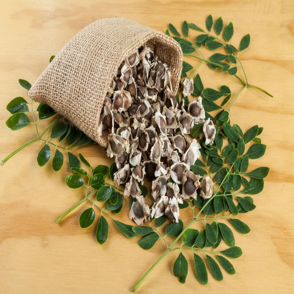Moringa Seed