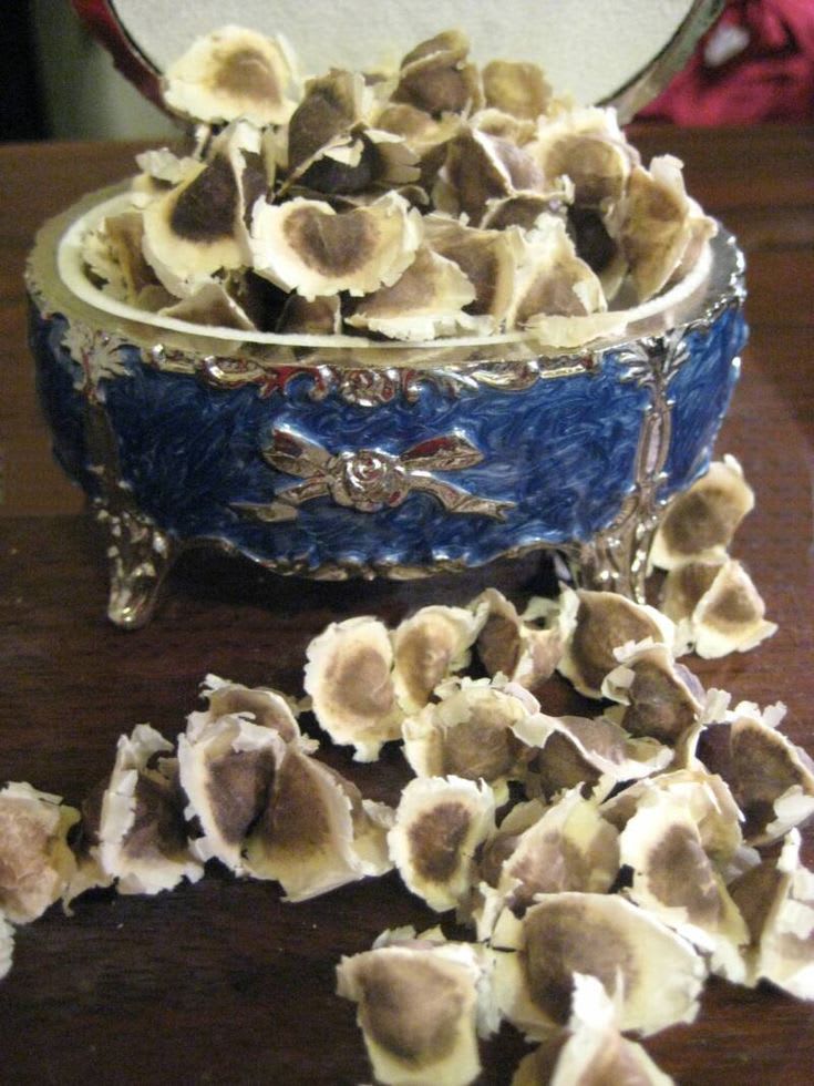 Moringa Seed - Grade: A