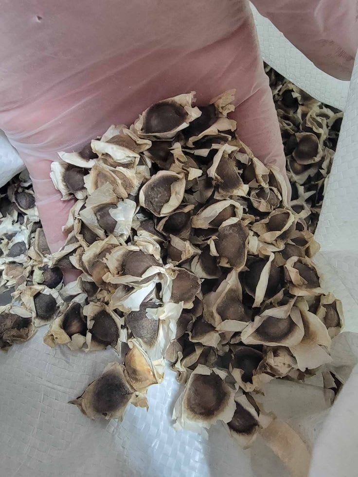 Moringa Seed - Grade: A