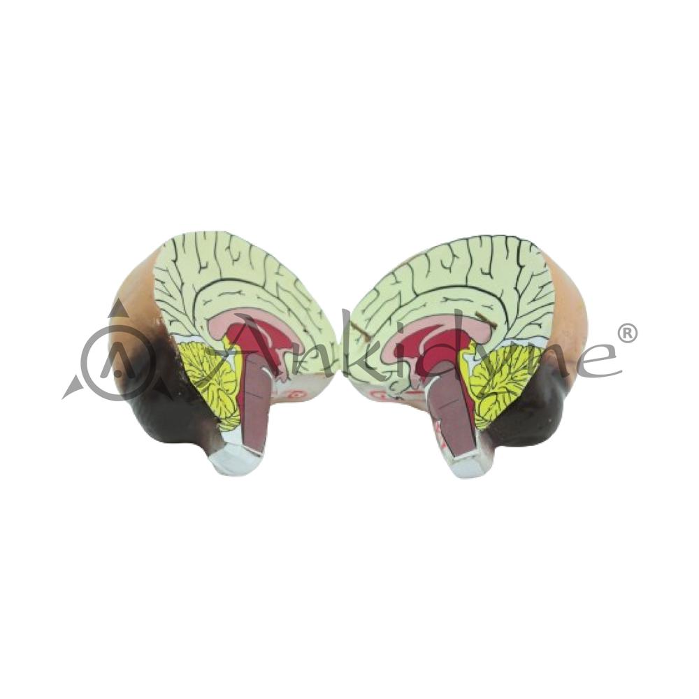 Human Brain 8 parts Biology Model