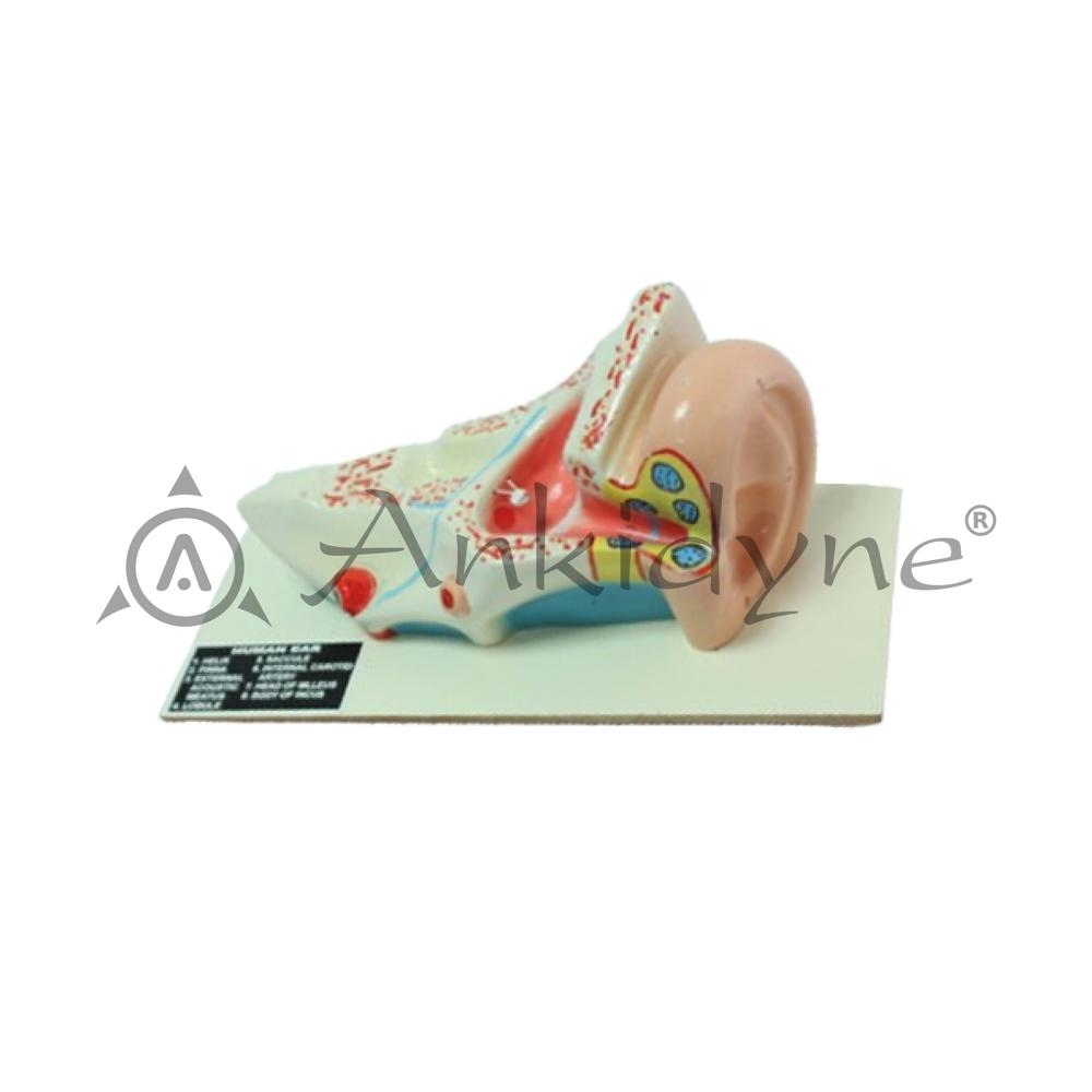 Human Ear Medium Model