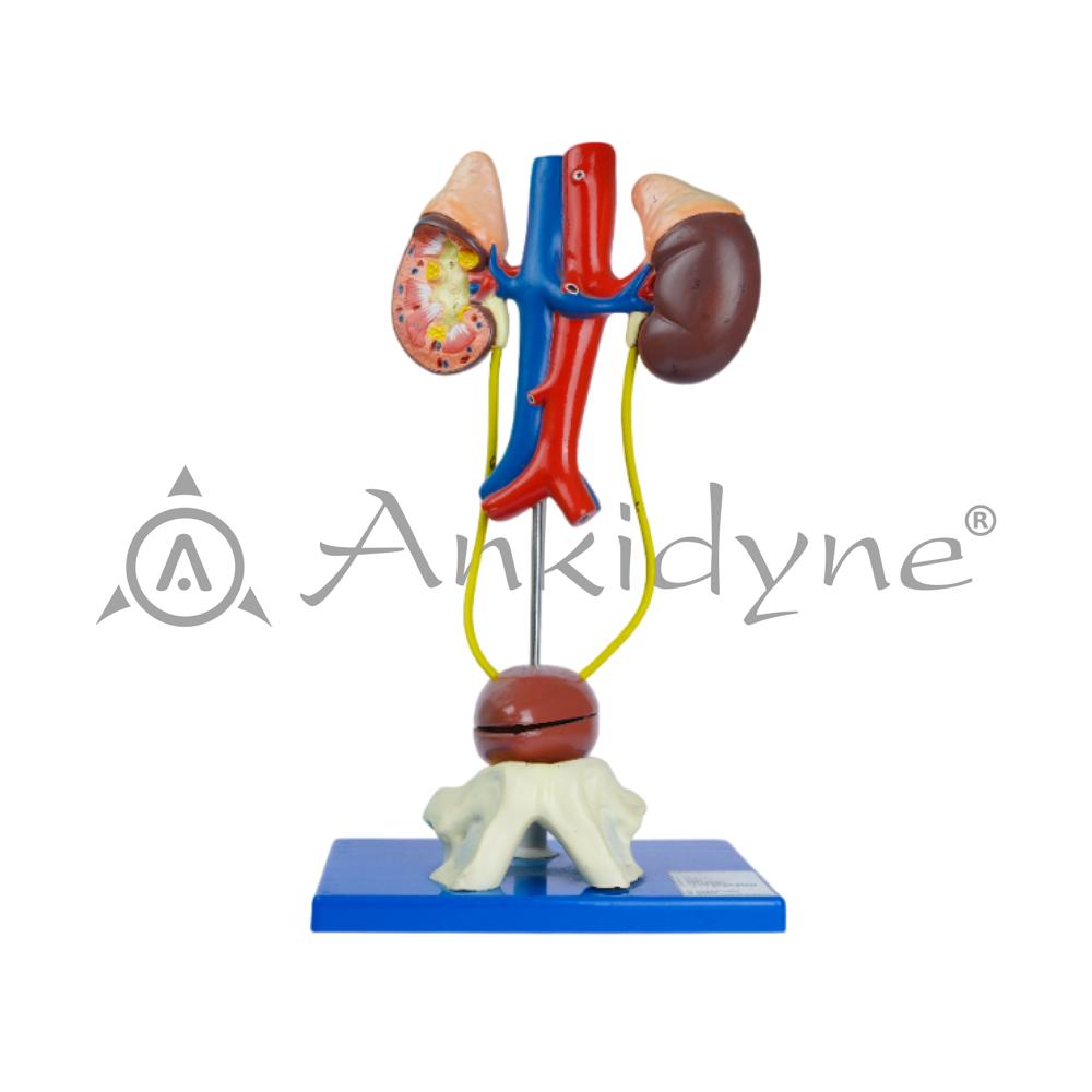 Human Excretory System